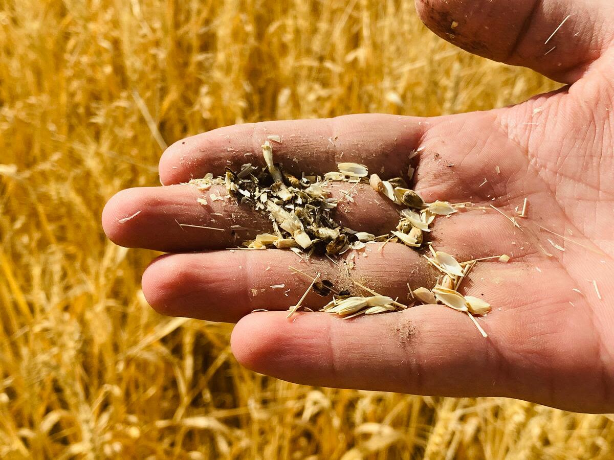 A farmer holding dry wheat grains to show the impact of drought on wheat farm in a community where Shayesta* (1) lives in