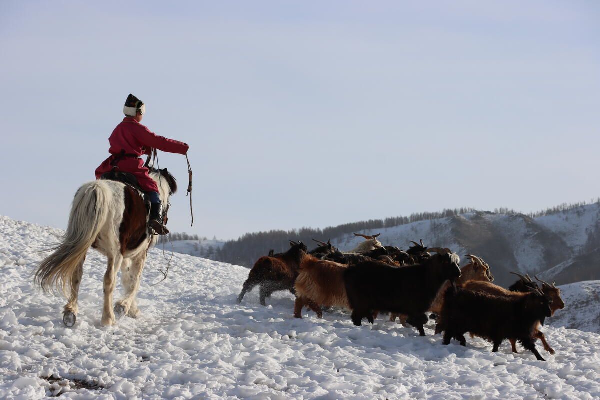 Byamba-Ochir, 12, takes sheep & goats to pasture in the morning in his village in Zavkhan Province, western Mongolia.