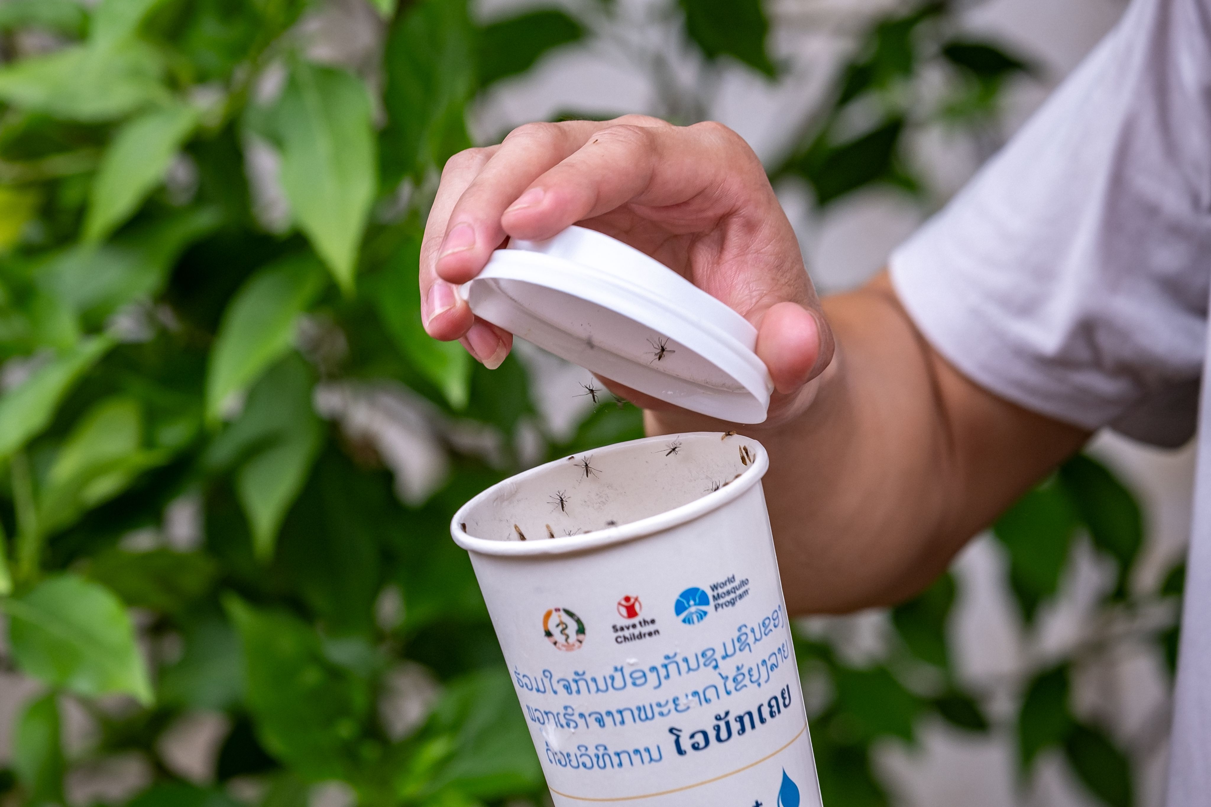 A few fully-grown Wolbachia mosquitoes being released from their cup