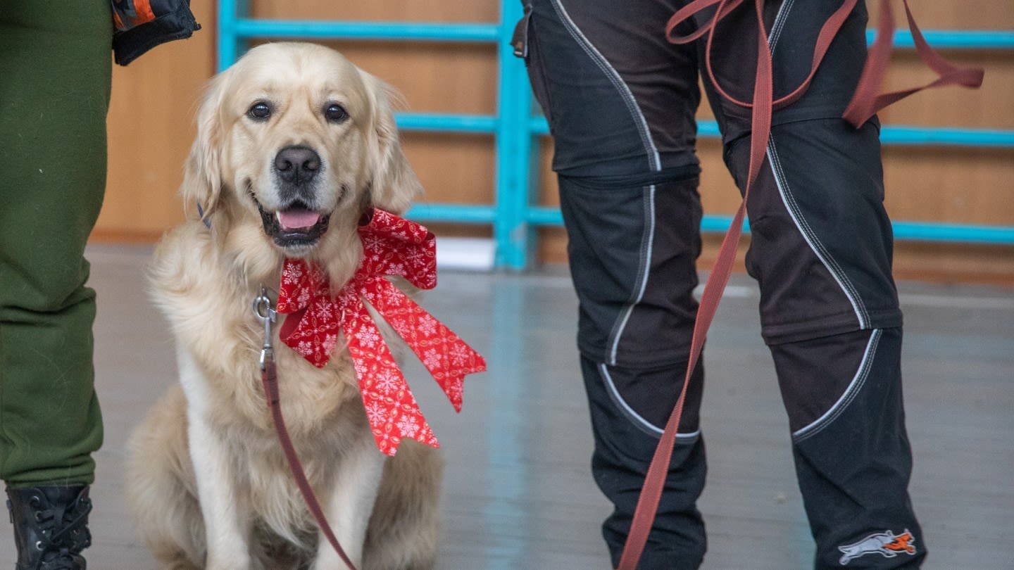 2-year-old golden retriever Parker, a therapy dog, at a school outside of Kyiv, Ukraine.