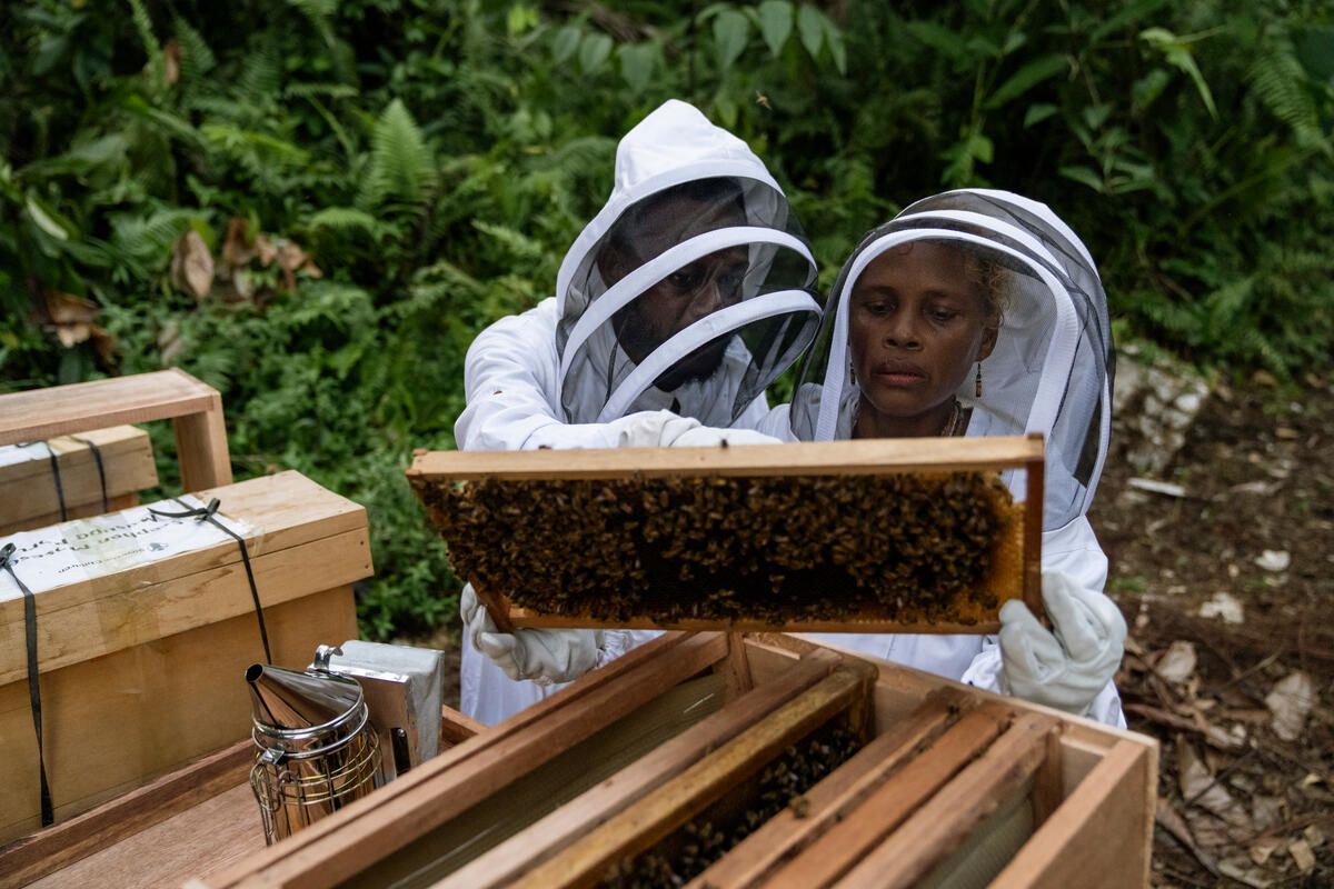 Beekeeping trainer Noah, and Alison, inspect a frame from a beehive during a training session in a remote community in Malaita Province. “The first time I saw honeybees coming out of the box, I was very frightened,” says Alison. Photo: Conor Ashleigh / Save the Children 